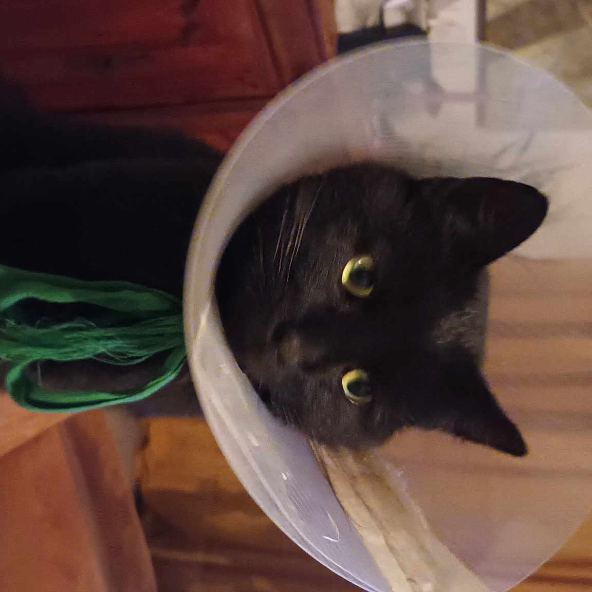 Raoul a rejoint le concours — aidez-le/la à gagner de superbes lots ! black_cat, carnivore, cat, cat_supply, comfort, domestic_short_haired_cat, felidae, flooring, fur, hardwood, linens, room, small_to_medium_sized_cats, snout, tail, whiskers, window, wood