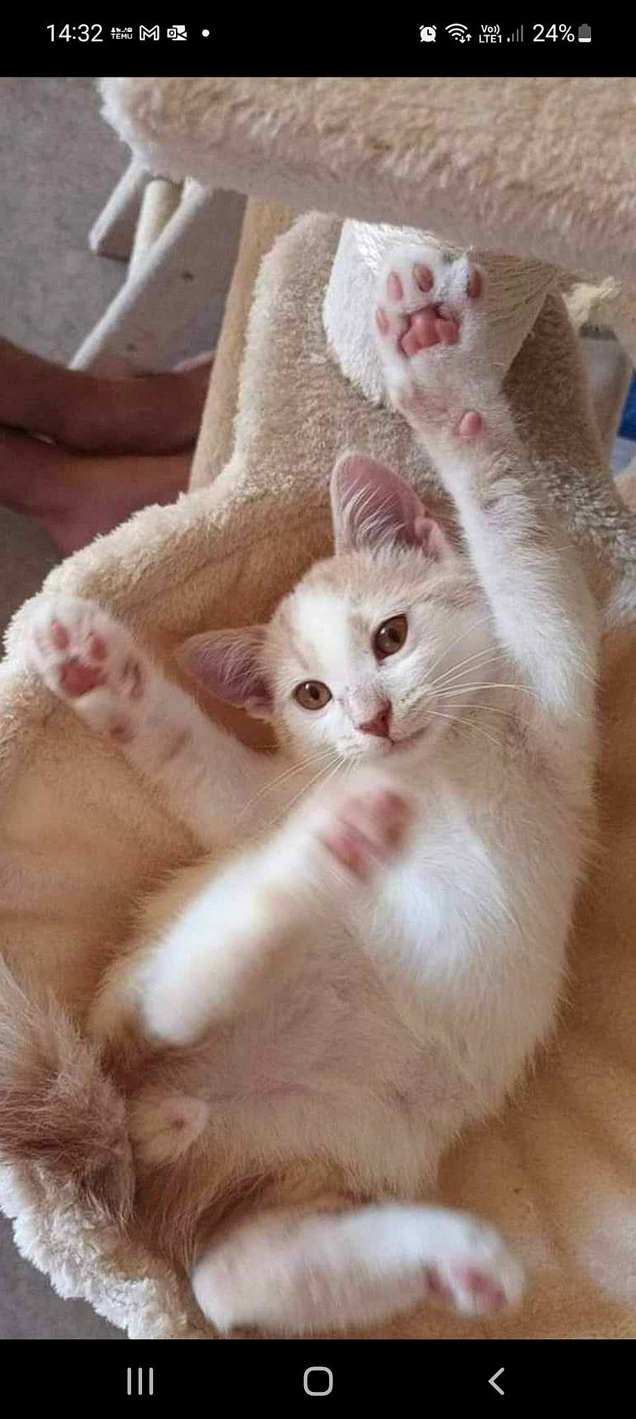 Sushi a rejoint le concours — aidez-le/la à gagner de superbes lots ! carnivore, cat, claw, comfort, domestic_short_haired_cat, fawn, felidae, fur, paw, small_to_medium_sized_cats, tail, whiskers