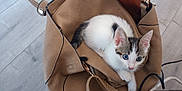 Amy a rejoint le concours — aidez-le/la à gagner de superbes lots ! kitten, cat, blue_eyes, leather_bag, handbag, floor, wooden_floor, curious, pet, animal, feline, indoor, cute, small, cozy, white_fur, tabby, resting, ears, paw