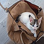 kitten, cat, blue_eyes, leather_bag, handbag, floor, wooden_floor, curious, pet, animal, feline, indoor, cute, small, cozy, white_fur, tabby, resting, ears, paw
