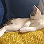 Amy participe au concours pour gagner de l'argent avec cette photo : cat, kitten, sleeping, resting, yellow_pillow, geometric_pattern, cushion, indoor, cozy, fur, white_cat, striped_cat, pet, cute, relaxed, animal, soft_texture, home, comfort, nap