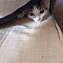 Amy a rejoint le concours — aidez-le/la à gagner de superbes lots ! kitten, cat, animal, pet, fur, eyes, nose, whiskers, blanket, cozy, indoor, resting, cute, small, soft, face, curious, hidden, comfort, playful