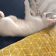 Amy a rejoint le concours — aidez-le/la à gagner de superbes lots ! kitten, cat, sleeping, resting, paw, fur, ear, cushion, pillow, fabric, indoor, closeup, pet, animal, cozy, relaxation, soft, whiskers, side_view, nap