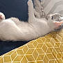 kitten, cat, sleeping, resting, paw, fur, ear, cushion, pillow, fabric, indoor, closeup, pet, animal, cozy, relaxation, soft, whiskers, side_view, nap