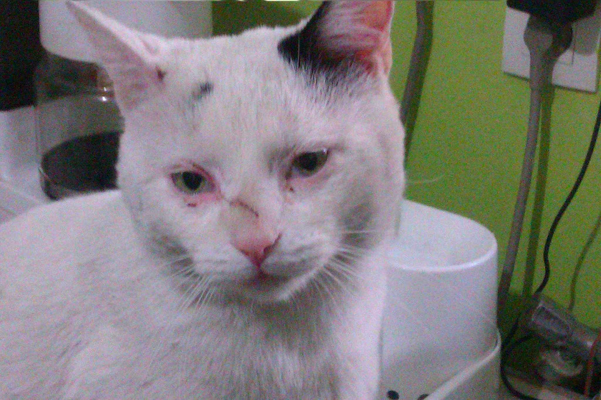 BIANCO