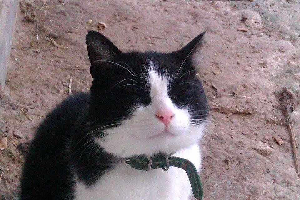 Domino