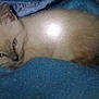 Midnight participe au concours pour gagner de l'argent avec cette photo :