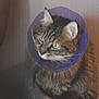 ZAZOU participe au concours pour gagner de l'argent avec cette photo :