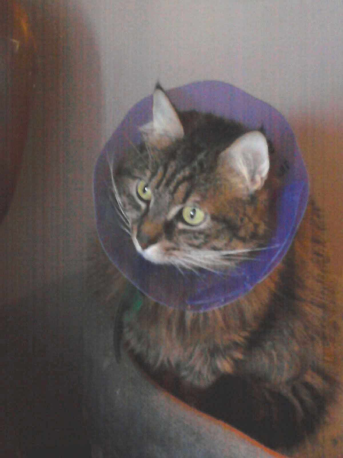 ZAZOU