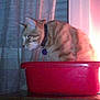 LOULOU participe au concours pour gagner de l'argent avec cette photo :