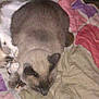 DUCHESSE participe au concours pour gagner de l'argent avec cette photo :