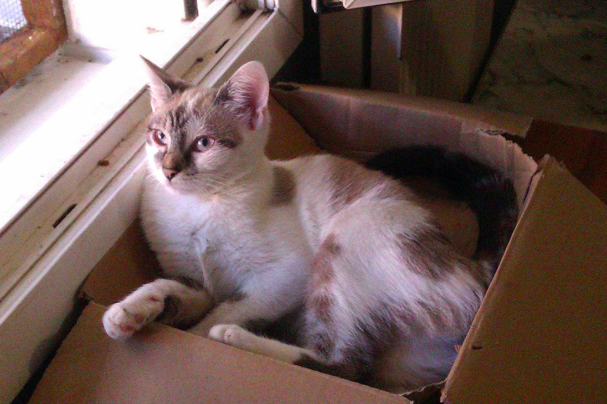 DUCHESSE