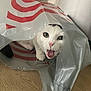 cat, white_cat, black_spots, plastic_bag, mouth_open, curious, pet, animal, indoor, wooden_floor, playful, cute, fur, whiskers, eyes, face, hole, bag, domestic_animal, closeup