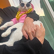 Nala is registered to the contest to win money with this photo: cat, pet, animal, person, hand, sunglasses, hoodie, gold_chain, white_cat, black_spots, indoor, window, glass, fashion, accessory, cute, portrait, holding, relaxed, cozy