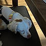 animal, bench, black, brown_spot, calm, closeup, collar, dog, fur, harness, indoors, leather, pet, quiet, relaxed, resting, sleeping, sunlight, white, wood_floor