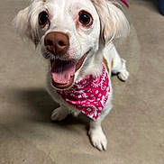 Pippa joined the competition — help win amazing prizes! dog, white_dog, bandana, pink_bandana, pet, animal, tongue_out, happy, cute, indoor, floor, fur, ears, nose, paw, small_dog, looking_up, close_up, playful, expression