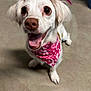 dog, white_dog, bandana, pink_bandana, pet, animal, tongue_out, happy, cute, indoor, floor, fur, ears, nose, paw, small_dog, looking_up, close_up, playful, expression