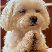 Howie Martin Chavez is registered to the contest to win money with this photo: dog, white_dog, fluffy, small_dog, praying_pose, paws_together, closed_eyes, cute, pet, animal, indoors, wooden_surface, fur, mammal, companion, calm, peaceful, adorable, portrait, cute_pet