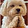 Howie Martin Chavez