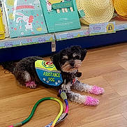 Red joined the competition — help win amazing prizes! assistance_dog, dog, pink_paws, leash, wooden_floor, easter_display, books, toys, retail_store, colorful, indoor, pet, service_animal, small_dog, black_and_white_dog, lying_down, floor, animal, vest, cute