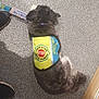 Red joined the competition — help win amazing prizes! dog, assistance_dog, vest, toy, floor, indoor, pet, working_dog, black_and_white_dog, fur, laying_down, collar, training, cute, stop_sign, carpet, shoes, relaxed, animal, service_dog