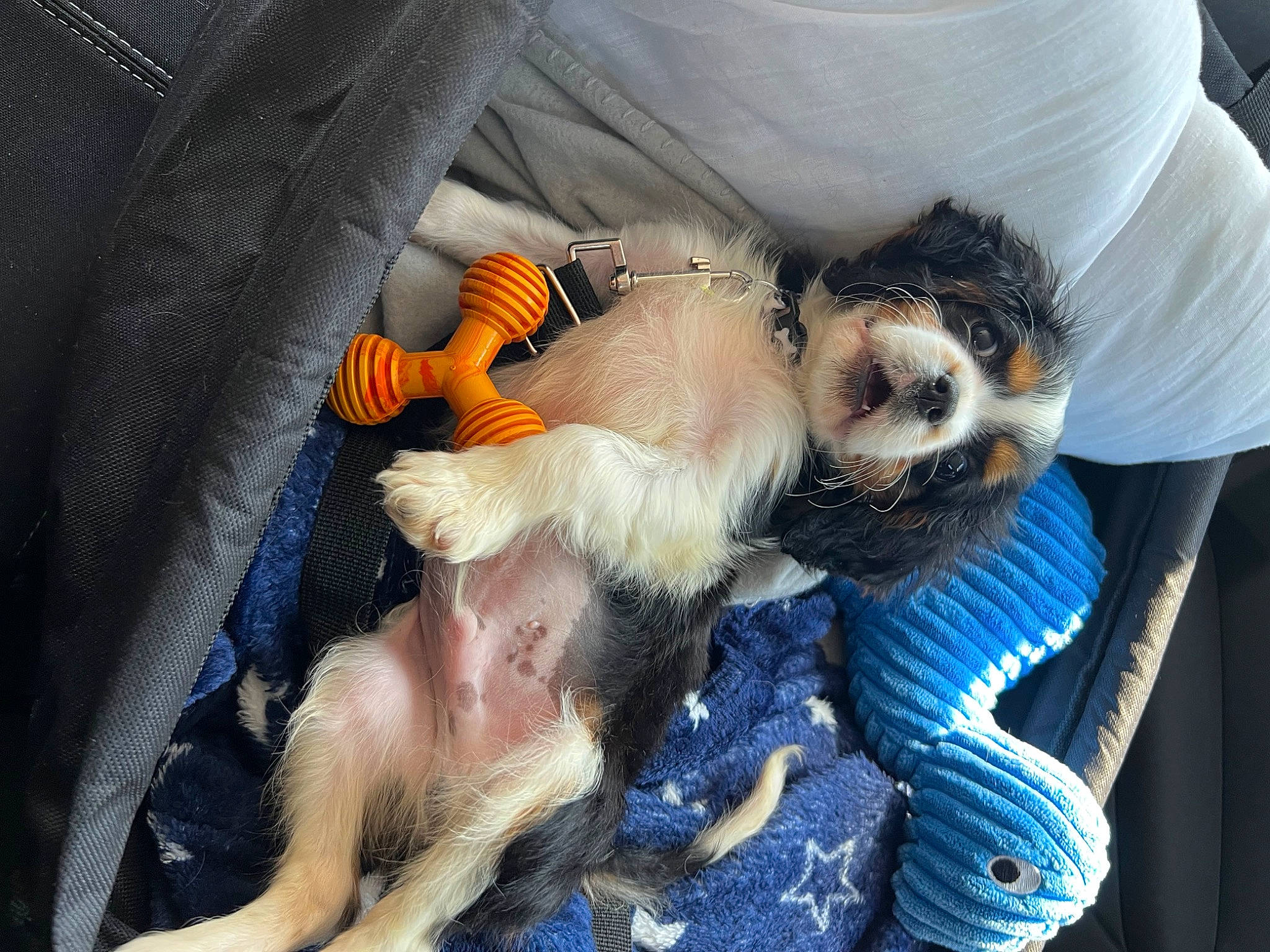 Ernie joined the competition — help win amazing prizes! beard, carnivore, comfort, companion_dog, dog, dog_breed, dog_clothes, electric_blue, fawn, felidae, fur, lap, paw, seat_belt, small_to_medium_sized_cats, snout, sporting_group, tail, toy_dog, whiskers