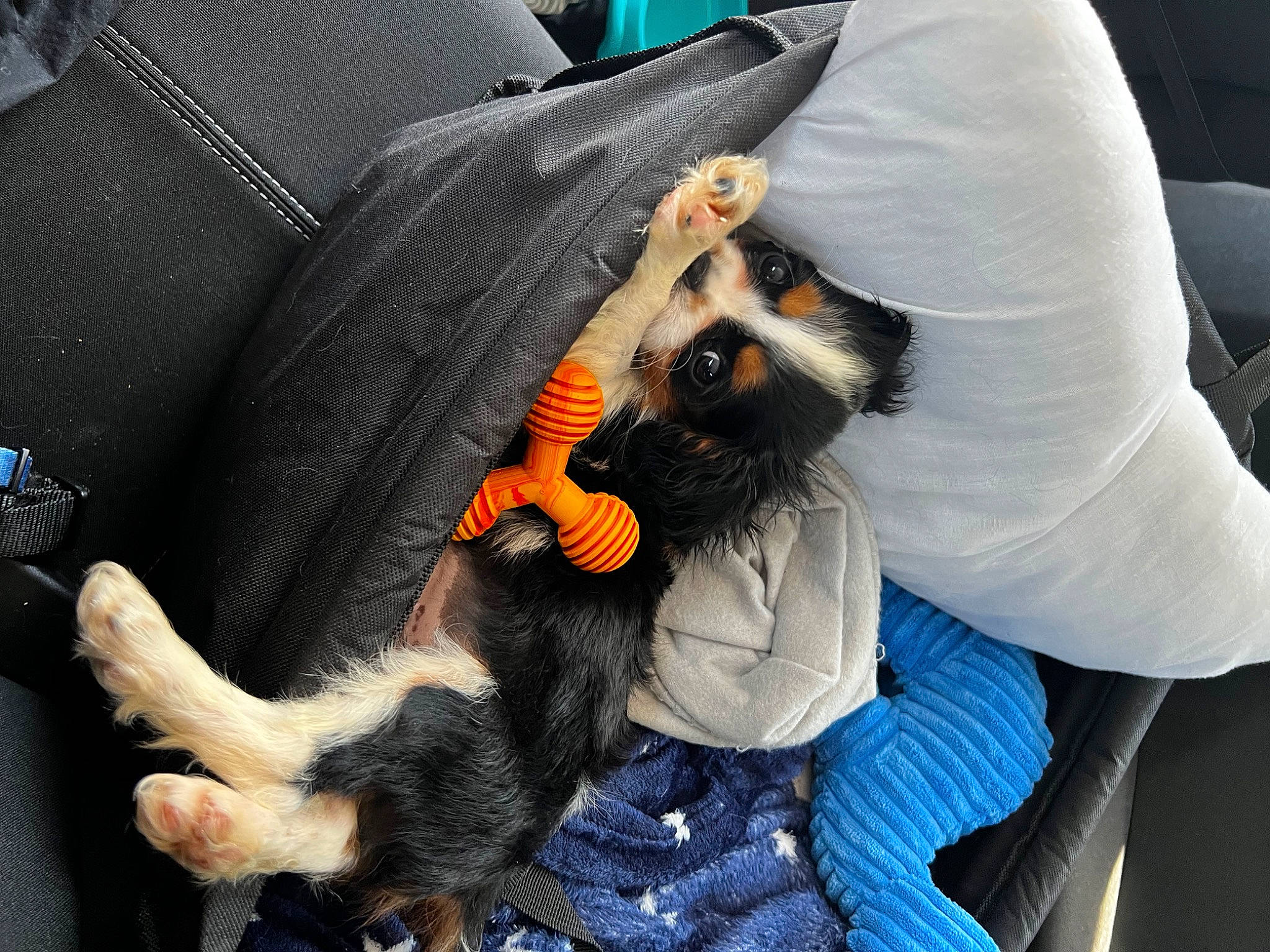 Ernie joined the competition — help win amazing prizes! canidae, car_seat, carnivore, claw, comfort, companion_dog, dog, dog_breed, dog_supply, fawn, fur, nail, paw, puppy_love, small_terrier, sporting_group, tail, toy_dog, whiskers, working_animal
