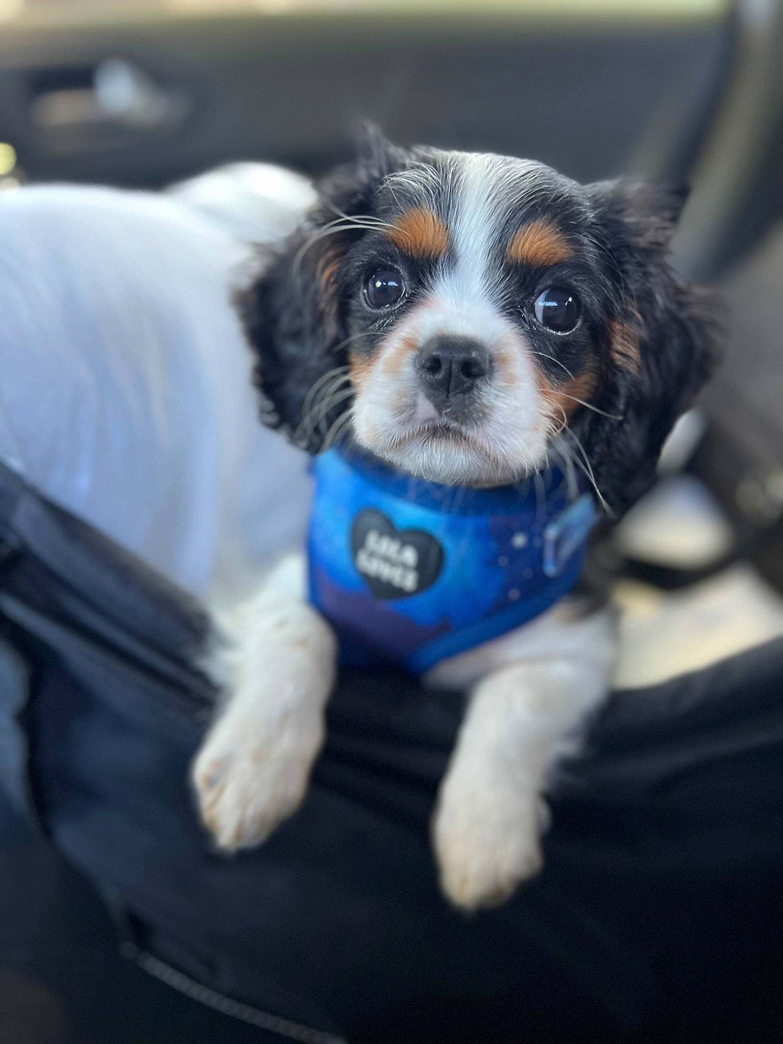 Ernie is registered to the contest to win money with this photo: canidae, carnivore, collar, companion_dog, dog, dog_breed, dog_collar, dog_supply, electric_blue, fur, herding_dog, non_sporting_group, puppy, snout, spaniel, sporting_group, toy_dog, whiskers, working_animal, working_dog