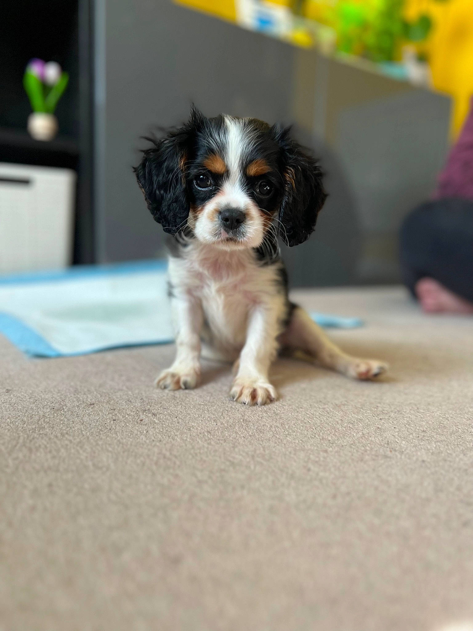 Ernie is registered to the contest to win money with this photo: canidae, carnivore, companion_dog, dog, dog_breed, houseplant, puppy, snout, sporting_group, toy_dog, working_dog