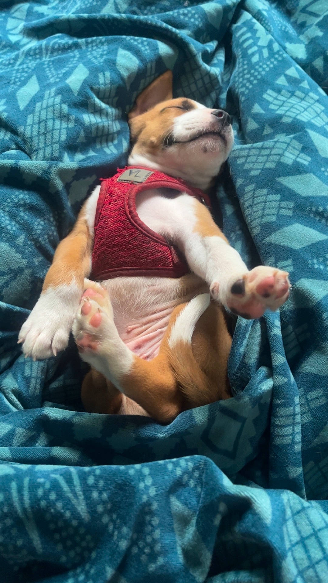 Chiko is registered to the contest to win money with this photo: animal, back, beagle, bed, bedroom, blanket, bodypart, bulldog, canine, dog, face, furniture, hound, indoors, person, pet, puppy, quilt, room, sleeping