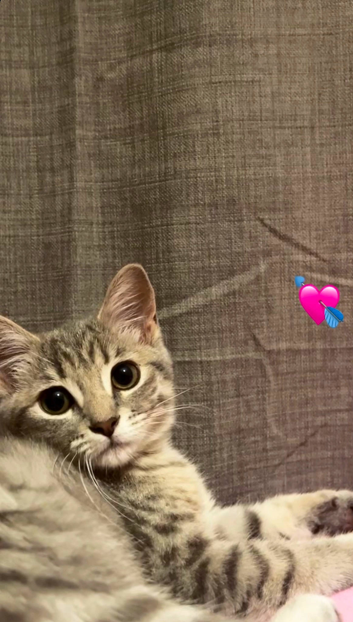 Yüna participe au concours pour gagner de l'argent avec cette photo : art, carnivore, cat, claw, domestic_short_haired_cat, drawing, felidae, fur, illustration, pattern, paw, small_to_medium_sized_cats, snout, tail, terrestrial_animal, visual_arts, whiskers, window