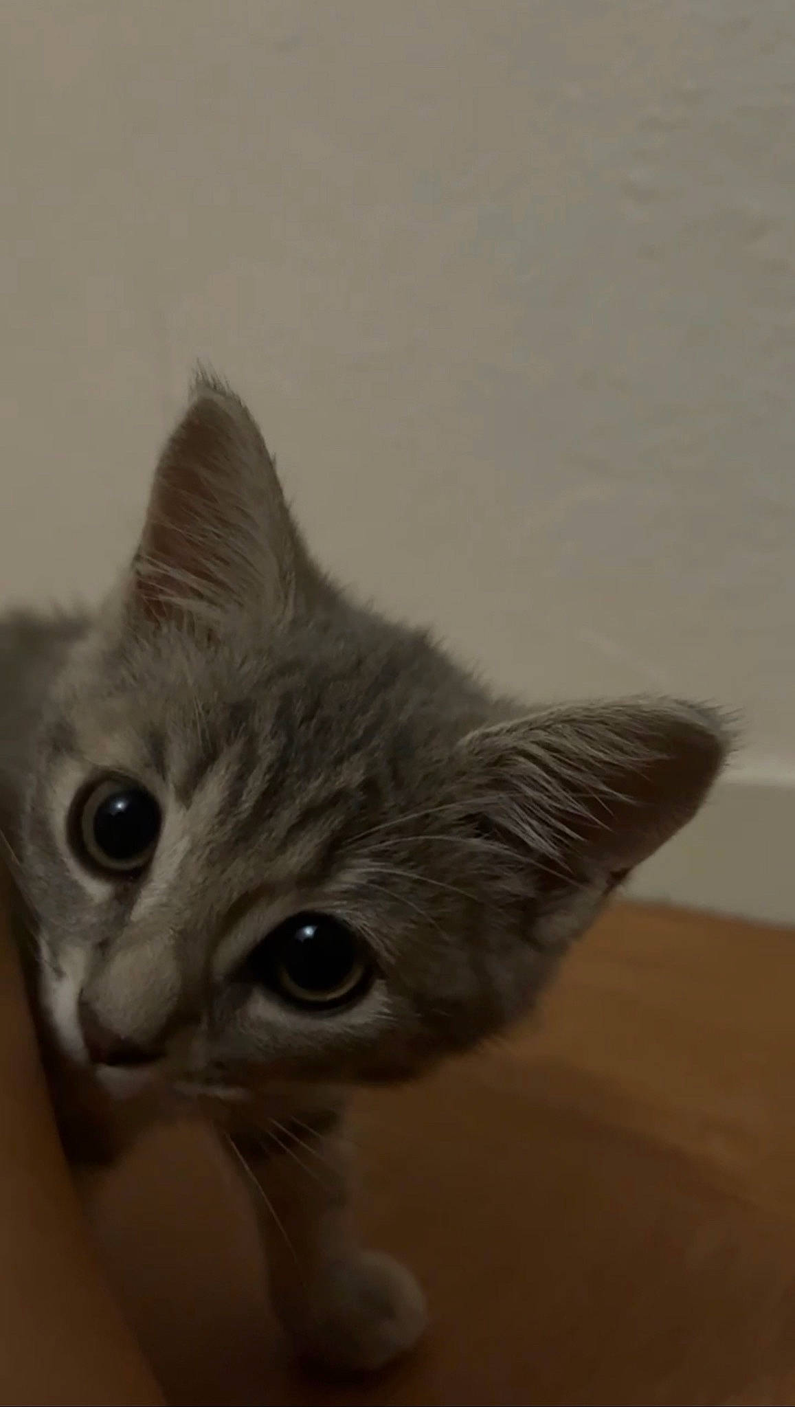 Yüna participe au concours pour gagner de l'argent avec cette photo : carnivore, cat, domestic_short_haired_cat, ear, fawn, felidae, fur, grey, monochrome_photography, paw, small_to_medium_sized_cats, snout, whiskers