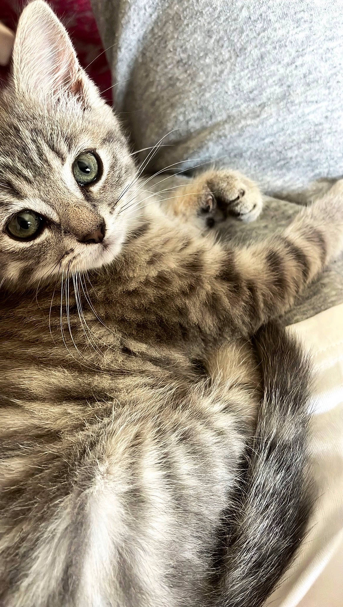 Yüna participe au concours pour gagner de l'argent avec cette photo : carnivore, cat, claw, close_up, domestic_short_haired_cat, felidae, fur, paw, small_to_medium_sized_cats, snout, tail, terrestrial_animal, whiskers, wildlife