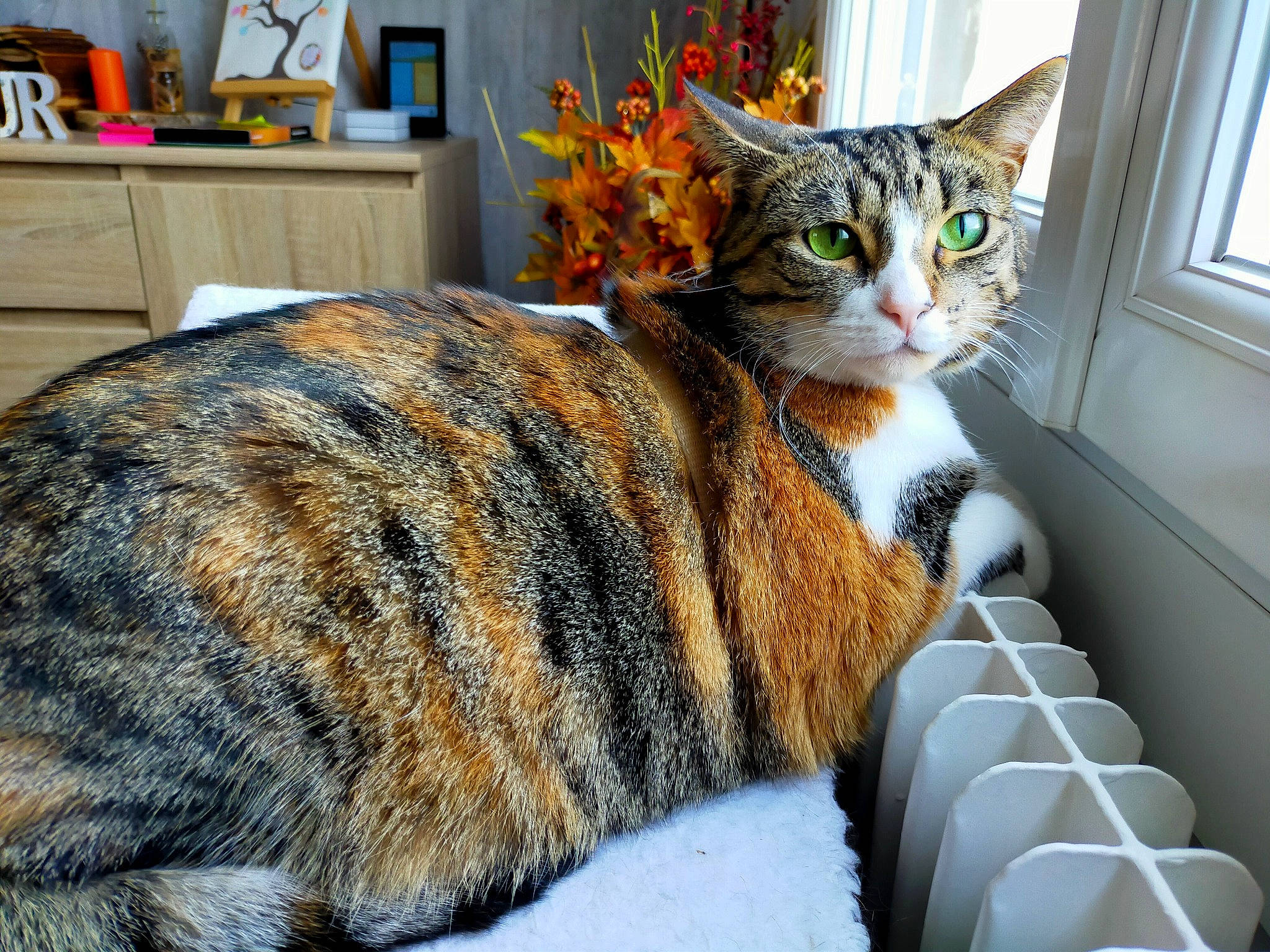 Nala participe au concours pour gagner de l'argent avec cette photo : cabinetry, carnivore, cat, chest_of_drawers, comfort, domestic_short_haired_cat, drawer, felidae, flowerpot, fur, houseplant, picture_frame, sitting, small_to_medium_sized_cats, snout, tail, terrestrial_animal, whiskers, window, window_blind