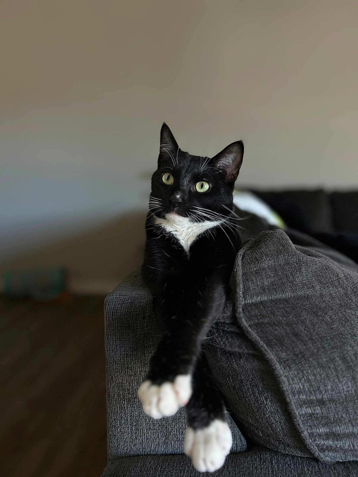 Ducky is registered to the contest to win money with this photo: cat, tuxedo_cat, black_and_white, feline, pet, indoor, couch, gray_couch, relaxed, stretching, whiskers, paws, fur, living_room, domestic_animal, animal, cute, alert, seated, cozy