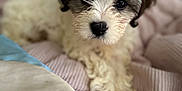 Bunni joined the competition — help win amazing prizes! puppy, dog, cute, fluffy, brown_and_white, pet, lying_down, blanket, cozy, soft, indoors, animal, fur, close_up, portrait, young, adorable, small, companion, relaxed