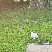 Bunni is registered to the contest to win money with this photo: animal, daylight, dog, fence, fluffy, garden, grass, greenery, nature, outdoor, path, pet, quiet, rabbit, small_dog, sunlight, tree, trunk, wildlife, yard