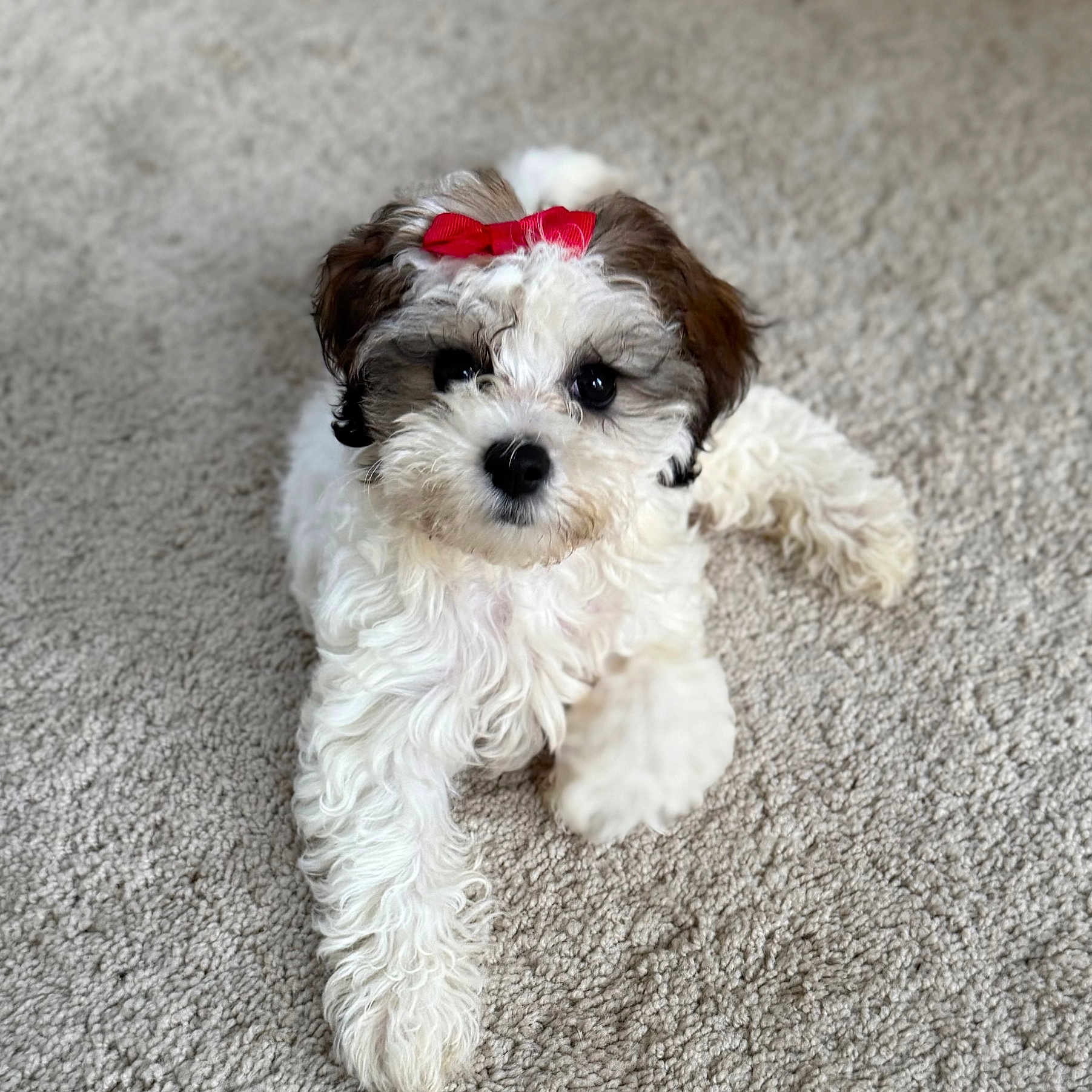 Bunni joined the competition — help win amazing prizes! adorable, animal, bow, brown_fur, carpet, cute, dog, domestic_animal, fluffy, fur, indoor, laying_down, looking_at_camera, paw, pet, puppy, red_bow, small_dog, white_fur, young_dog