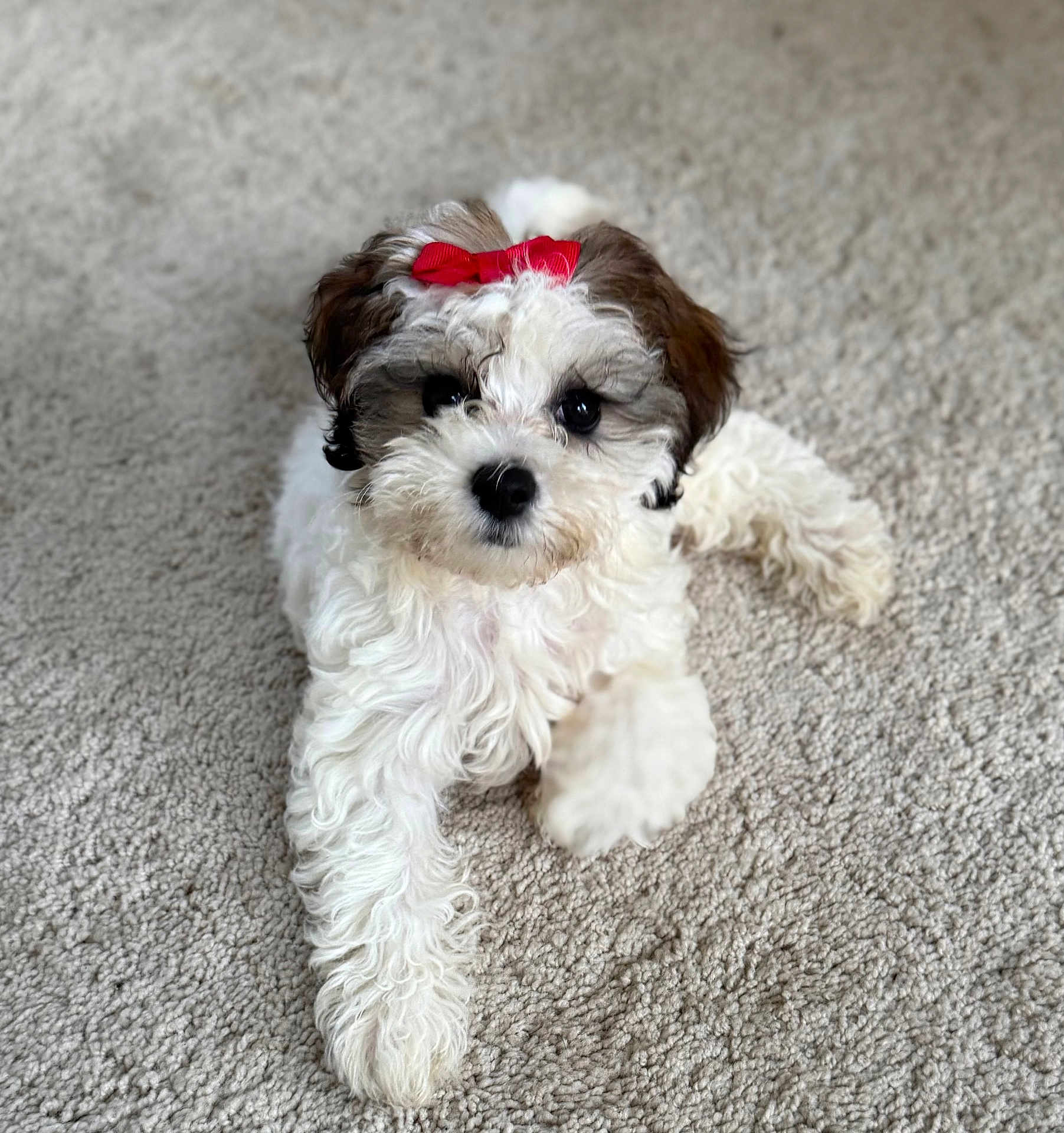Bunni joined the competition — help win amazing prizes! puppy, dog, bow, red_bow, carpet, fluffy, cute, pet, animal, indoor, fur, white_fur, brown_fur, small_dog, laying_down, paw, adorable, looking_at_camera, young_dog, domestic_animal