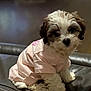 Bunni is registered to the contest to win money with this photo: puppy, dog, pet, cute, fluffy, fur, pink_shirt, leather, indoor, small_dog, sitting, animal, young, adorable, portrait, domestic, furry, companion, cozy, curious