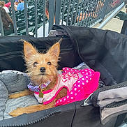 Raquel joined the competition — help win amazing prizes! dog, yorkshire_terrier, small_dog, pink_dress, polka_dots, pet, stroller, stadium, baseball, spectators, seating, outdoor, animal, canine, fashion, collar, leash, fluffy, portrait, daylight