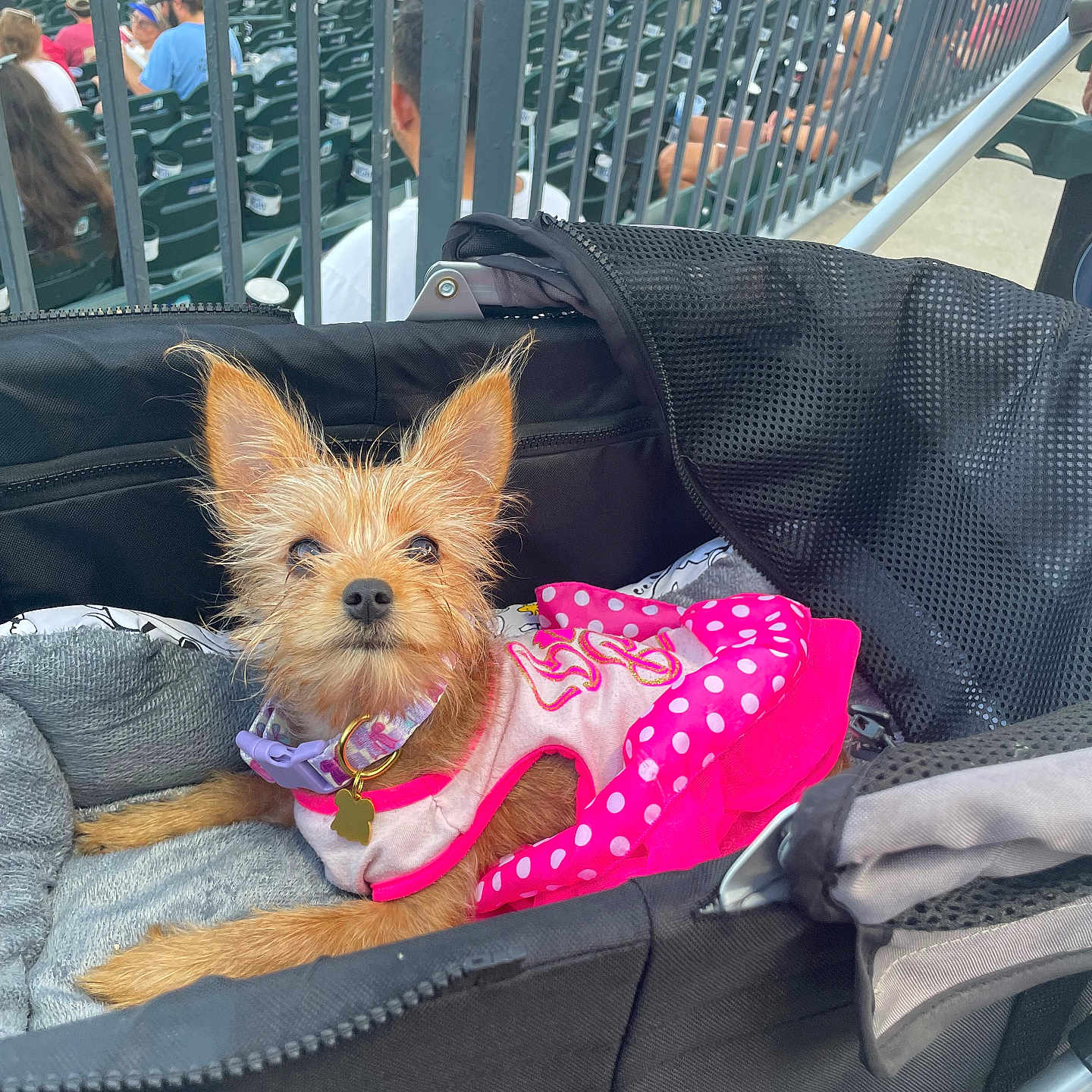 Raquel joined the competition — help win amazing prizes! dog, yorkshire_terrier, small_dog, pink_dress, polka_dots, pet, stroller, stadium, baseball, spectators, seating, outdoor, animal, canine, fashion, collar, leash, fluffy, portrait, daylight