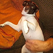 Chco joined the competition — help win amazing prizes! animal, blanket, brown, collar, companion, couch, cute, dog, ears, fur, hand, indoor, mammal, paw, pet, playful, relaxed, seated, snout, white