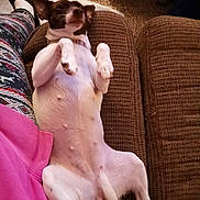 Coco is registered to the contest to win money with this photo: brown, carpet, clothing, couch, dog, ears, floor, furniture, home, indoor, lying_down, patterned_pants, paws, person, pet, pink_shirt, relaxed, resting, small_dog, white