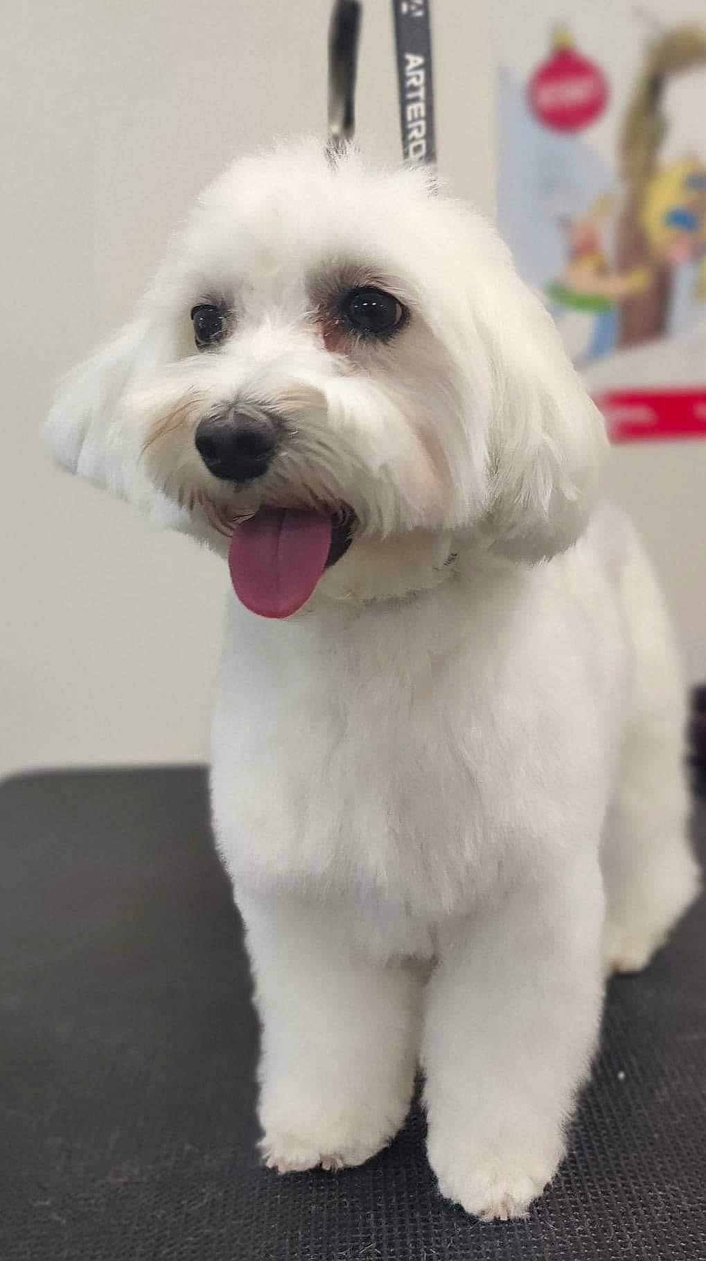 Sissi a rejoint le concours — aidez-le/la à gagner de superbes lots ! canidae, carnivore, collar, companion_dog, dog, dog_breed, dog_collar, dog_supply, fang, fashion_accessory, fur, mal_shi, maltepoo, non_sporting_group, small_terrier, sporting_group, terrier, toy_dog, working_animal