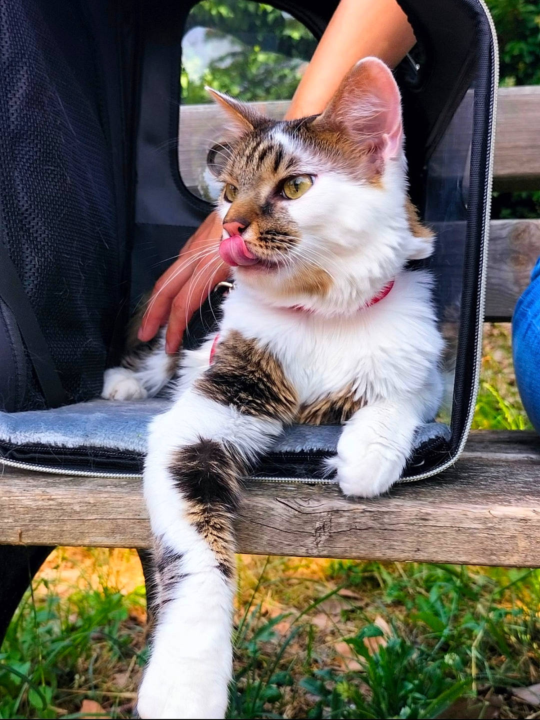 Pilou participe au concours pour gagner de l'argent avec cette photo : bench, carnivore, cat, domestic_short_haired_cat, eye, fawn, felidae, fur, grass, paw, plant, sitting, small_to_medium_sized_cats, snout, tail, terrestrial_animal, tree, whiskers, wildlife, wood