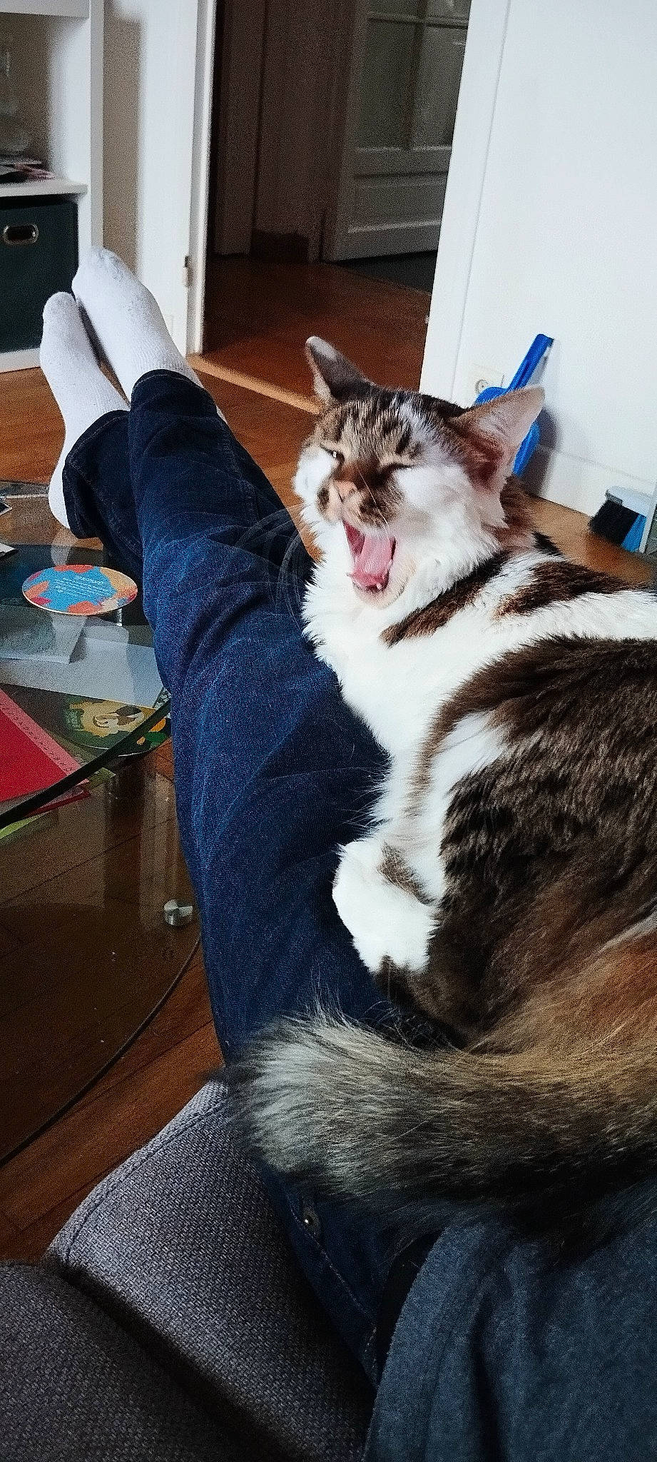 Pilou participe au concours pour gagner de l'argent avec cette photo : carnivore, cat, claw, comfort, domestic_short_haired_cat, eye, felidae, foot, fur, hardwood, head, human_leg, lap, paw, sitting, small_to_medium_sized_cats, snout, tail, whiskers, wood