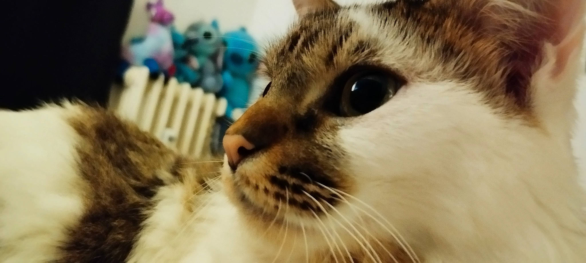 Pilou a rejoint le concours — aidez-le/la à gagner de superbes lots ! carnivore, cat, close_up, comfort, domestic_short_haired_cat, fawn, felidae, fur, iris, small_to_medium_sized_cats, snout, whiskers, wildlife