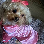 Giselle is registered to the contest to win money with this photo: accessory, adorable, animal, companion, cozy, cute, dog, domestic_animal, fluffy_rug, fur, indoor, looking_up, pet, pet_clothing, pink_bow, pink_outfit, portrait, small_dog, soft_texture, toy_dog