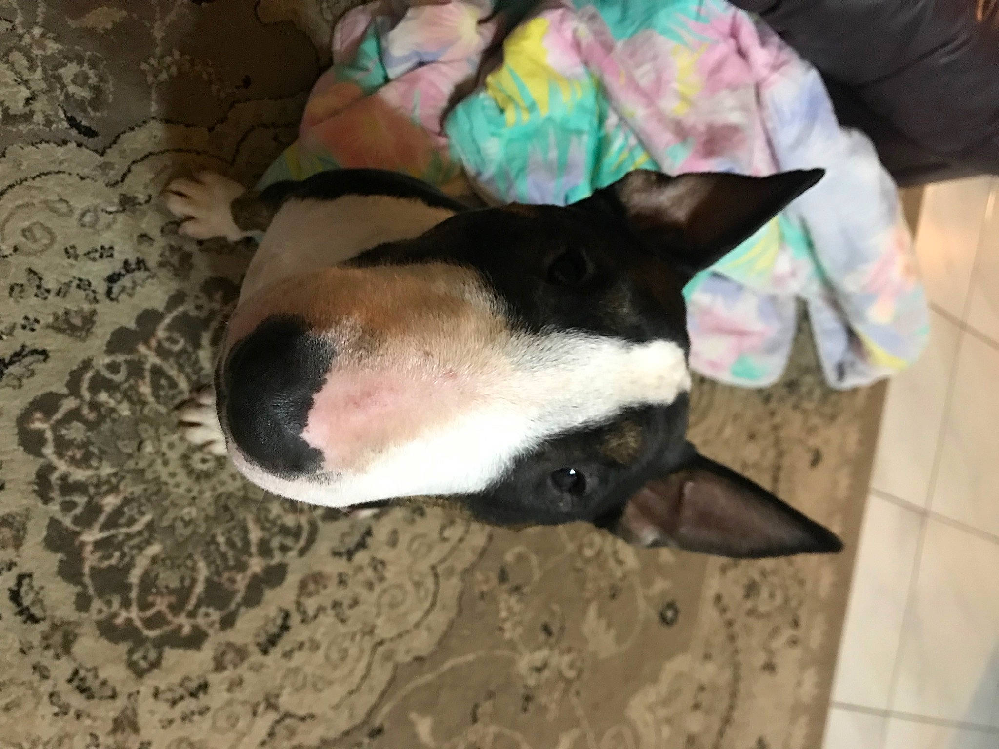 Conor a rejoint le concours — aidez-le/la à gagner de superbes lots ! bull_terrier, canidae, carnivore, comfort, companion_dog, dog, dog_breed, ear, fawn, fur, jaw, non_sporting_group, paw, snout, sporting_group, tail, terrestrial_animal, vertebrate, whiskers, working_animal